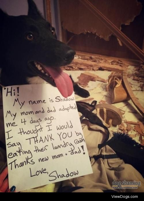 Thanks New Mom and Dad!

Hi! My name is Shadow. My mom and dad…