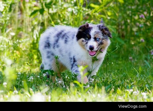 This is Zen he’s an Australian Sheppard when he was a little bit…