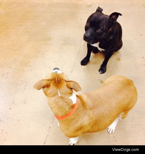 aka-believeit:

Does anybody want two furry friends? These two…