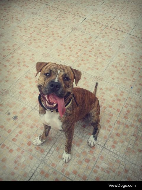 two years old american staffordshire
he is the happiest…