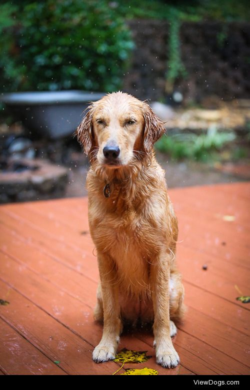 guidedogintraining:

rain rain go away come again another day