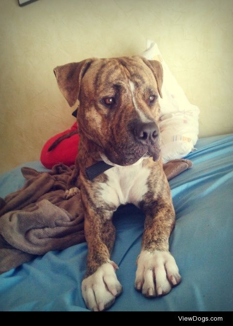  two years old american staffordshire
MY HANDSOME BABY!
 