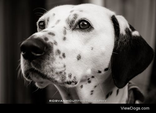 My parent-in-law’s dog Betje. She’s a Small Munsterlander /…