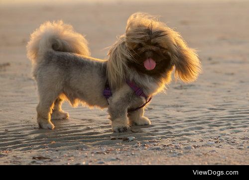 {x}{x}
Would You Rather…
Have a Pekingese or a Tibetan…