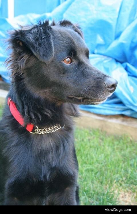 This is Sami, my 3 year old miniature border collie.