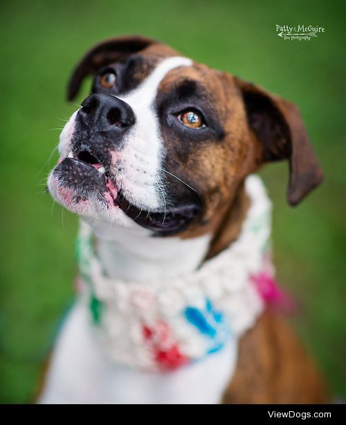 This beautiful girl is named Stoli. She’s a gorgeous boxer, and…
