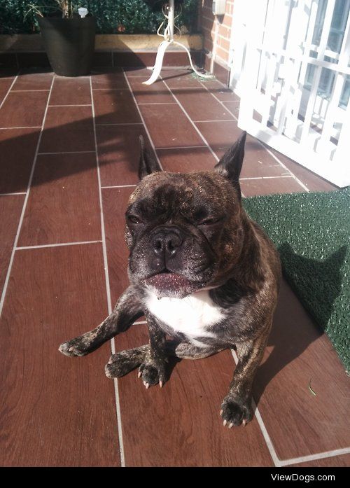 This is my 5 years french Bull dog, Lola. Its sunny around…