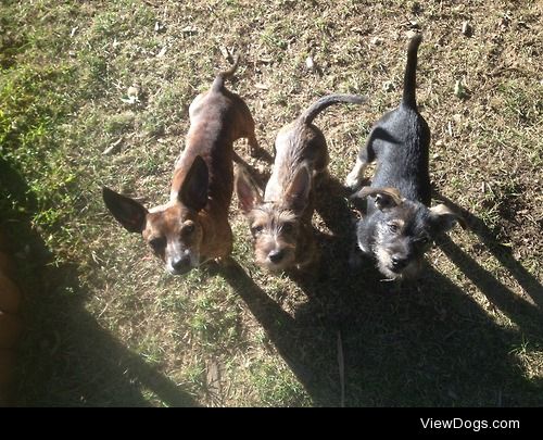 Elbow, and his puppies Knuckles and Bingo.