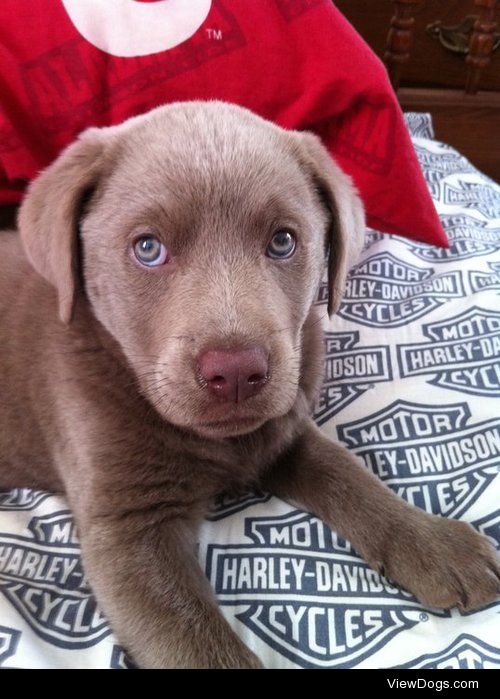 this is my sweet dog Jake when he was a lil puppy. he is a…