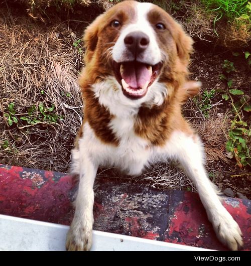 This is Begw, our Red Welsh Collie. She’s a working dog…