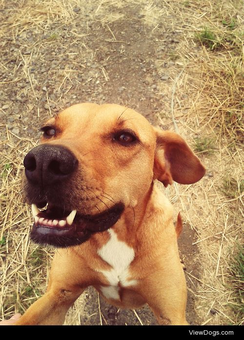 This is Saba, a lovely and friendly dog from neighbourhood,…