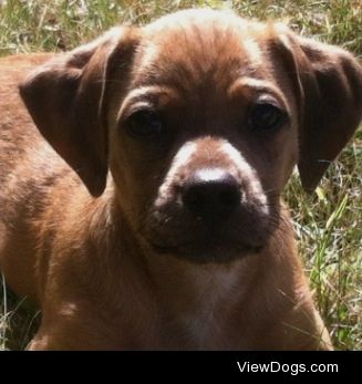 this is my handsome lil pugglesund (pug, beagle, dachshund mix)…