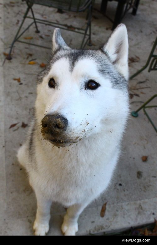 southernsnowdogs:

Per request, photos of Juno making…