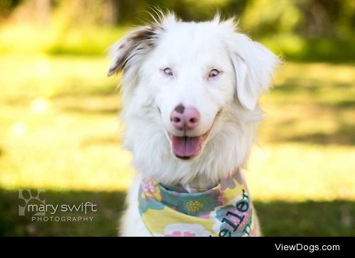 Deaf and vision impaired, but the happiest little dog you’ll…