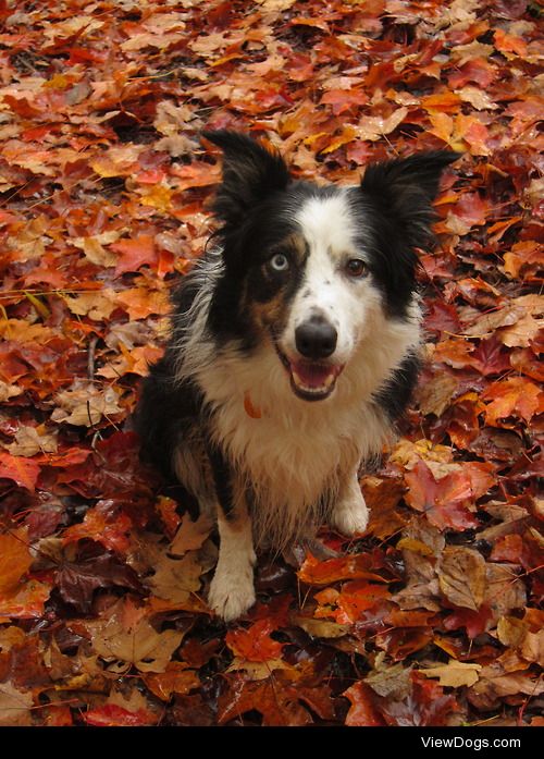 Blitz the border collie! 
(thegreenbin)