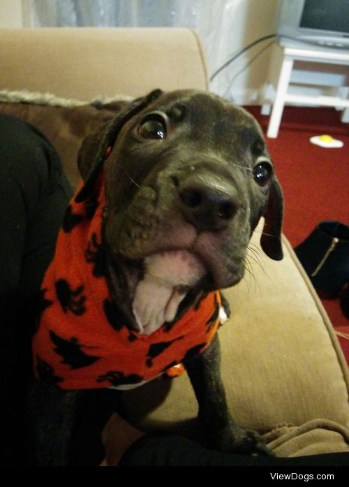 My new pup Tyson
8 weeks old boisterous Mastiff cross