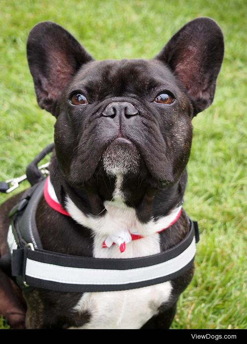 French Bulldog