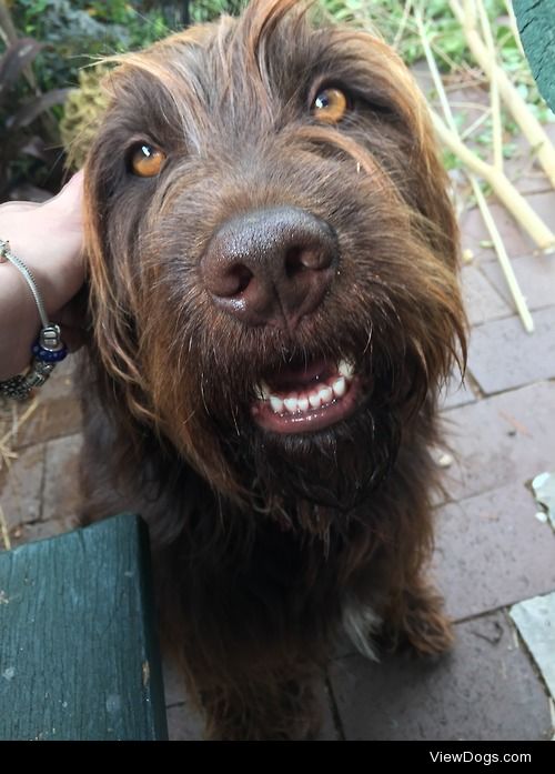 Charlie, my beautiful boy. He’s a schnauzer/choc Labrador cross.