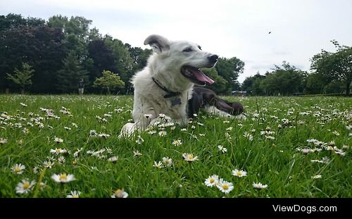 This is my beautiful girl Bessie.. she looks so pretty in…