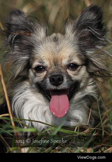 My 2 year old Papillon x Chihuahua cross Bats.
He had a…