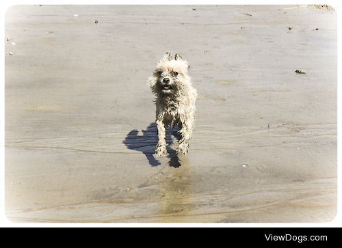 I found this picture of my dog Pooky on the beach from a few…