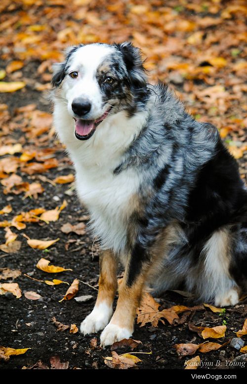 shepherd-tails:

9/30/2014
This photo is just absolutely perfect…