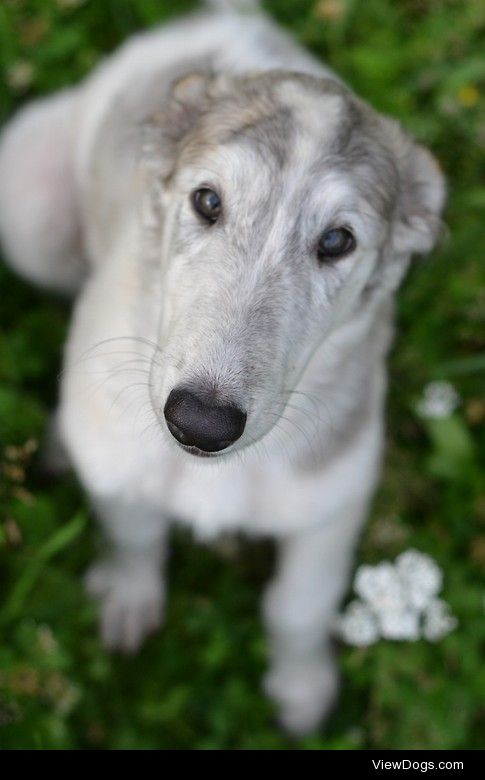 Russian Borzoi puppy


Anastasia