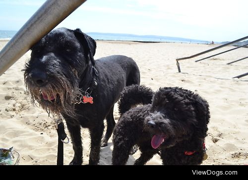 The cheeky pair themselves.
Max is 10, Holly is 1, and they are…