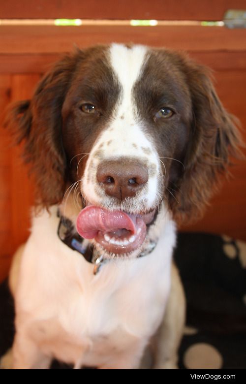 Callie the five month old English Springer Spaniel thinks…