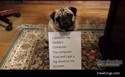 Frank’s frank on the fritz

Pug is jealous of time spend on the…