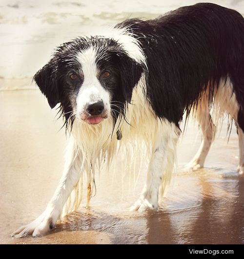 megpricephotography:

Day 24 – Tongue. Barney pulling a slightly…