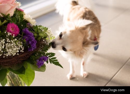 Yuki + flowers