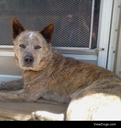 My Red Heeler mix, Sarge 