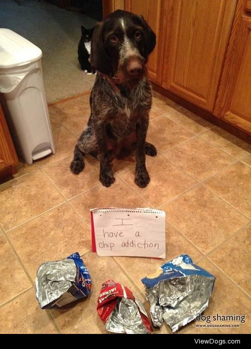 Background cat makes dog out to be the patsy

Bodie decided to…