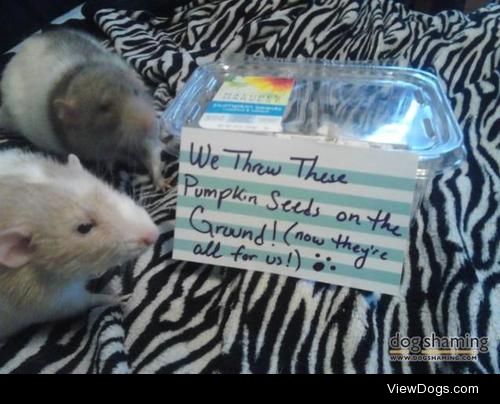 Seasonal Rat Shaming

We threw these pumpkin seeds on the…