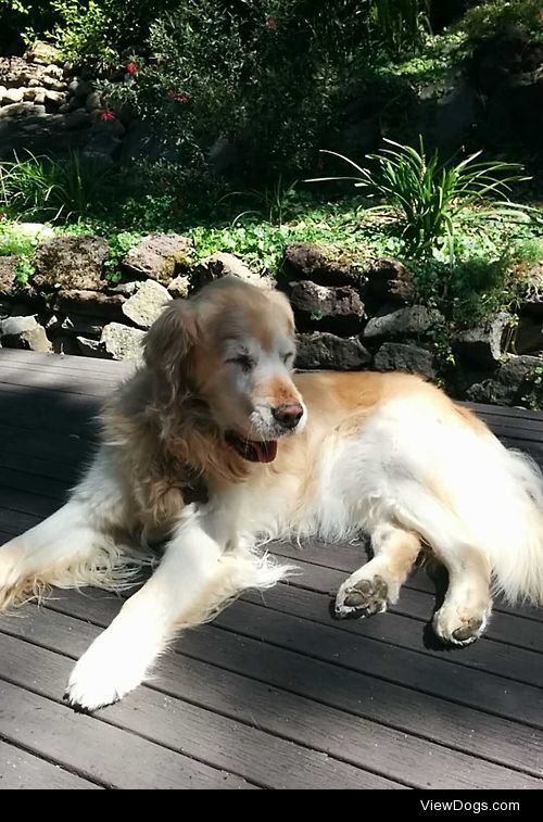 This is my dog Sally. She is a 15 year old golden retriever, and…