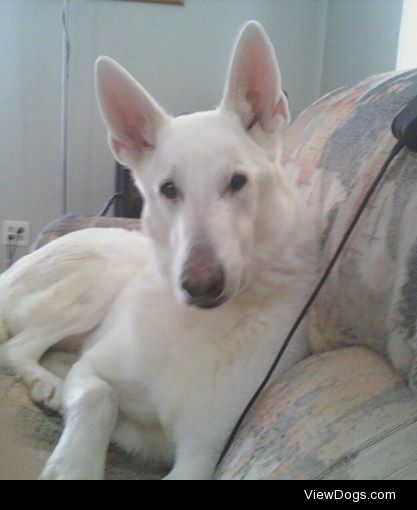 My male white German Shepherd. I certainly think he is handsome!