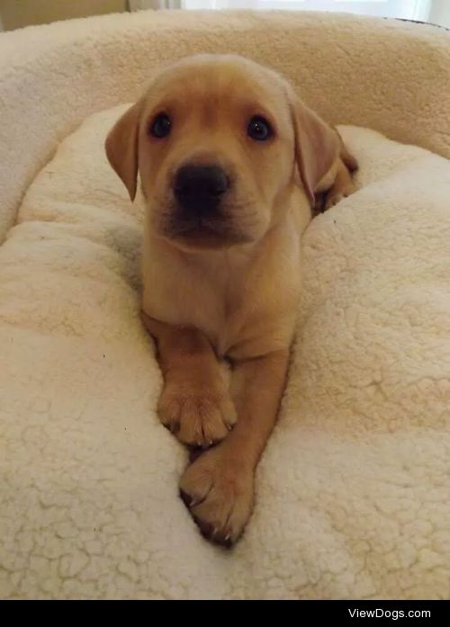 Here’s my little Labrador Odie when we first got him around…