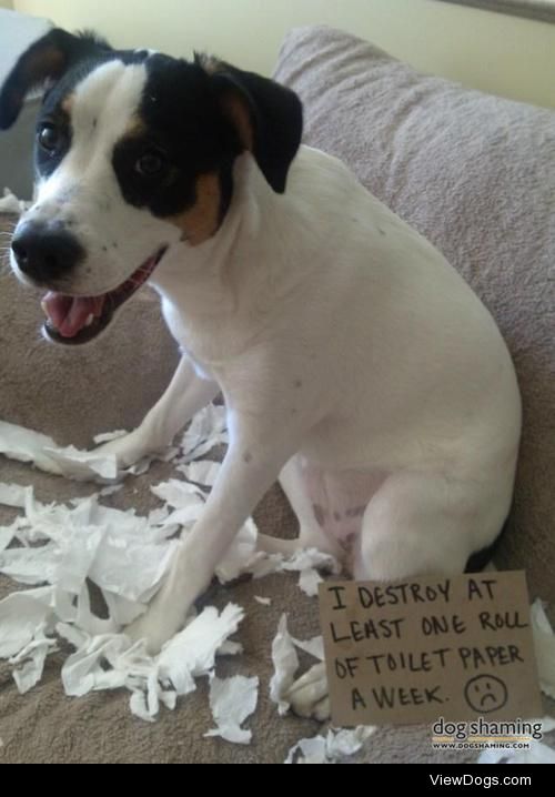 It’s one-ply! You monster!

Daisy chews up rolls of toilet paper…