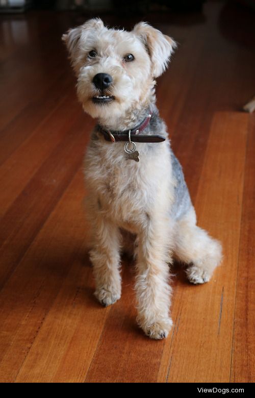 Meeko the 6 month old lakeland terrier