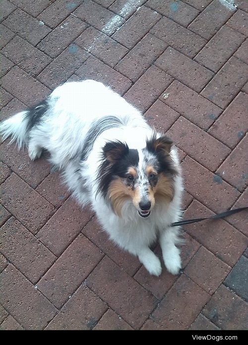 This is my little Sheltie Noah. :)