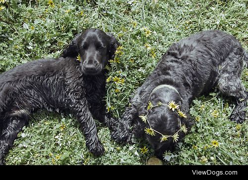 My beautiful cocker spaniel pups Finn and Ash lazing in the…