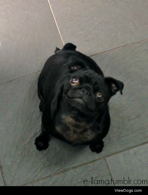 A friend’s pug, Ebony, looking gorgeous!