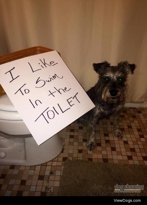 Miniature Flusher

Hi, my name is Lady , or “Stop…