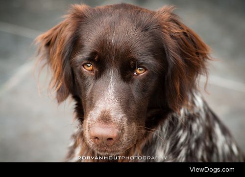 Duco, Small Munsterlander.