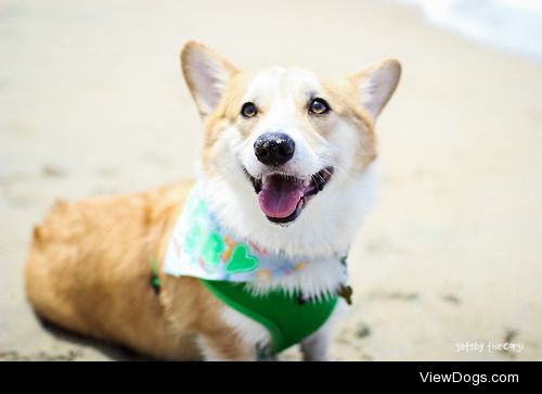 gatsbyadventures:

Gatsby at the Summer Corgi Beach Day.  