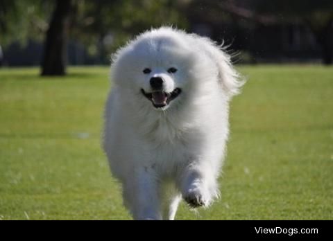 Casper the Samoyed. Approximately nine years old. 
Such a…