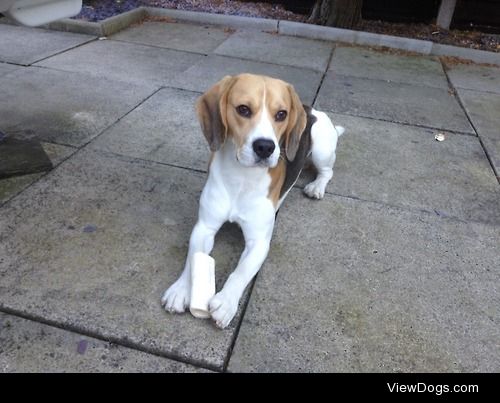 Dylan, my two year old beagle buddy.