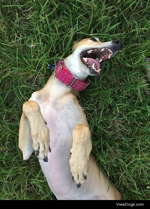 Meet Joan O’Brien! She’s a 3 year old retired greyhound…