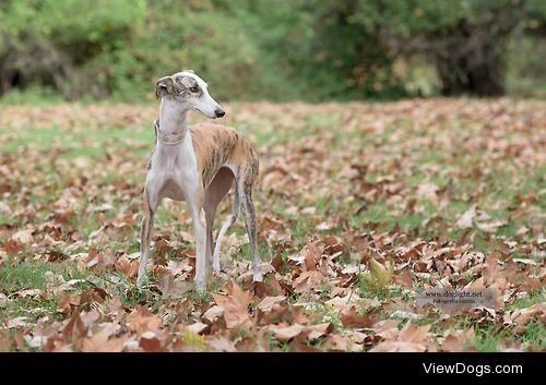 doglight:

Portraits of a cute galgo
Photo-shoot with a cute…